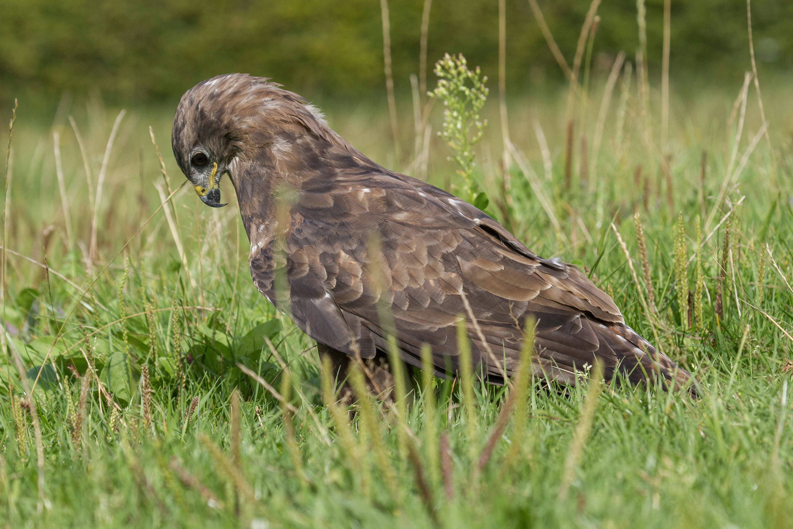 Buizerd