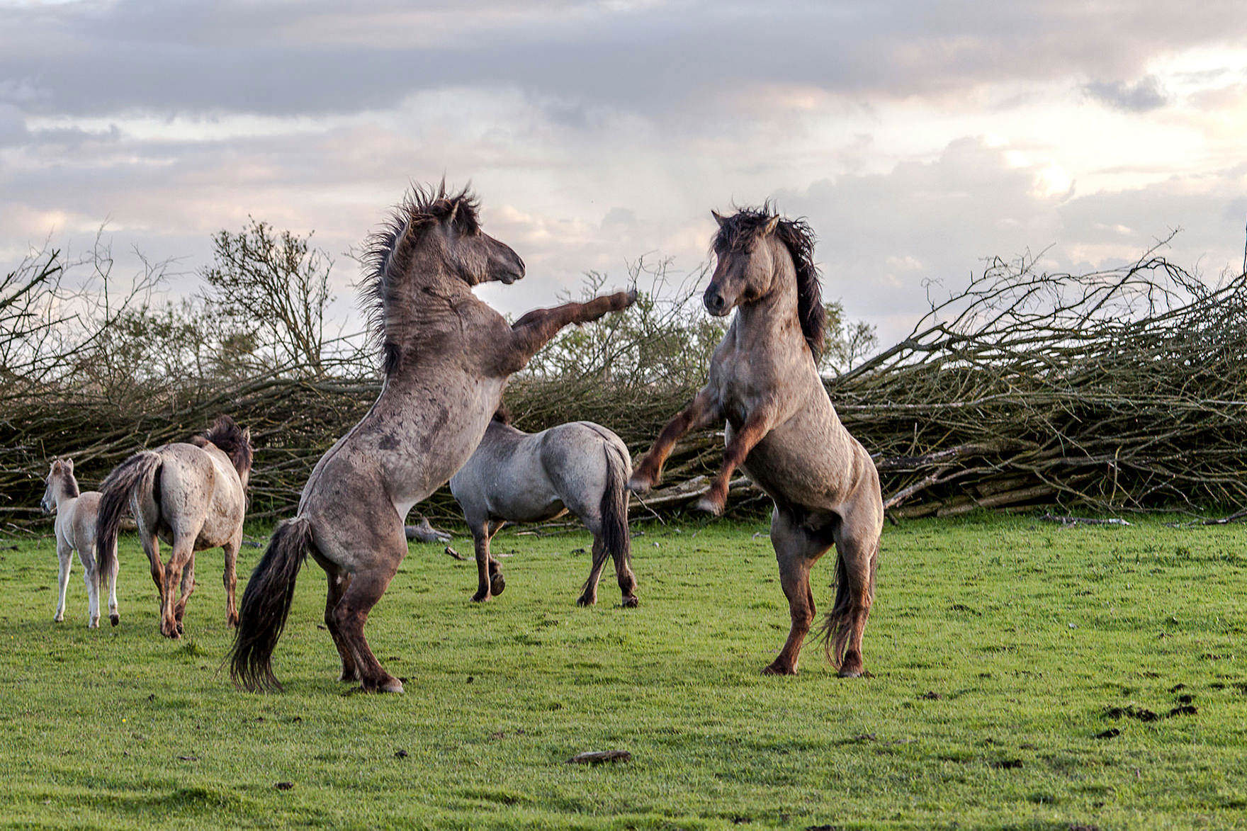 Konikpaarden