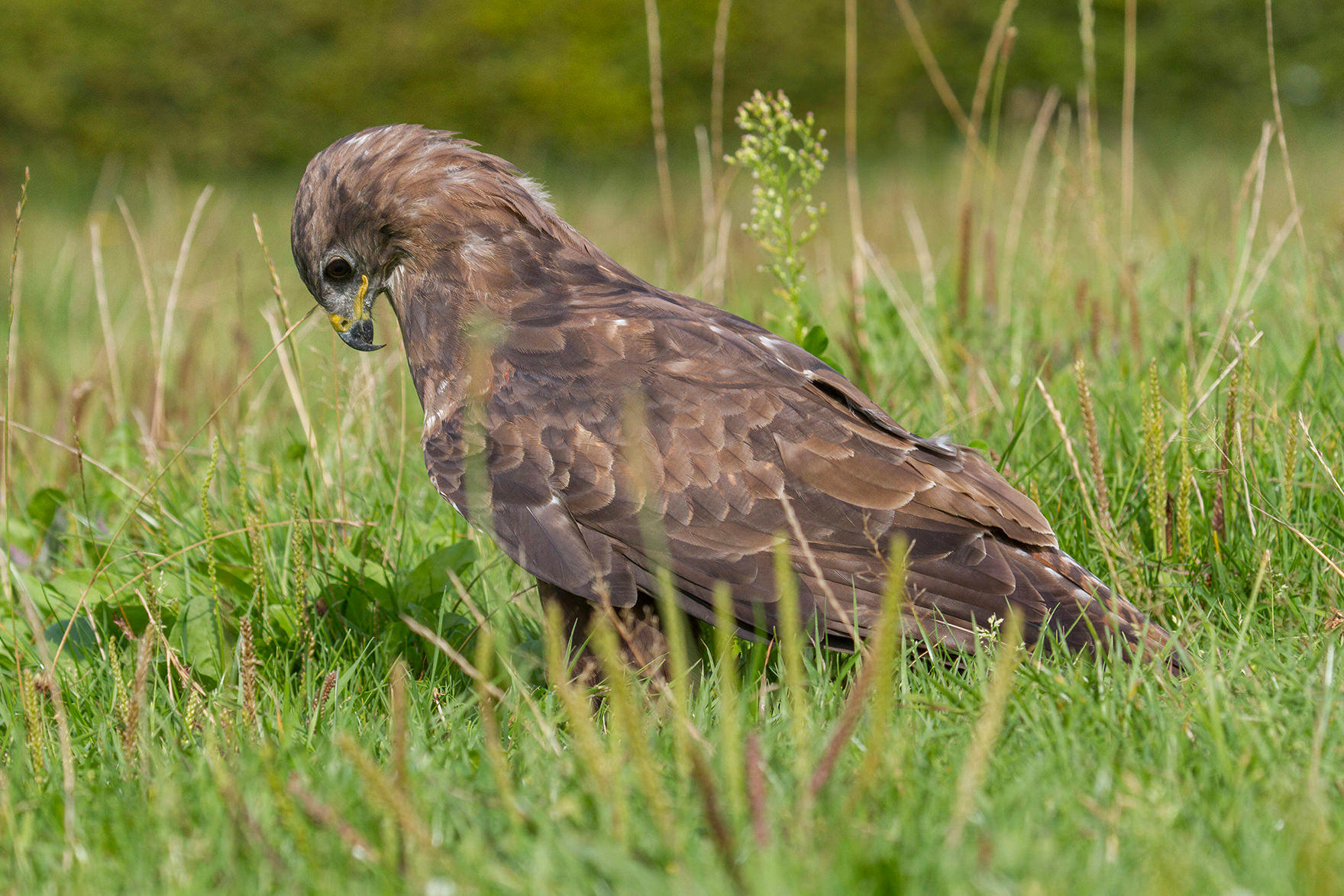 Buizerd in het gras