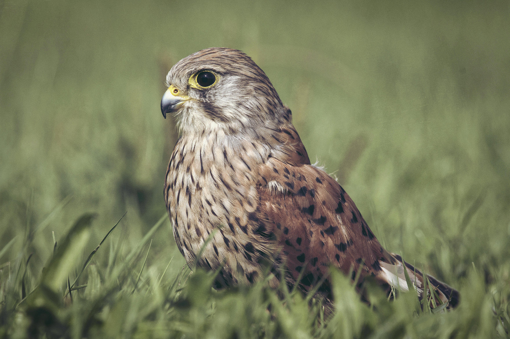 Torenvalk in het gras