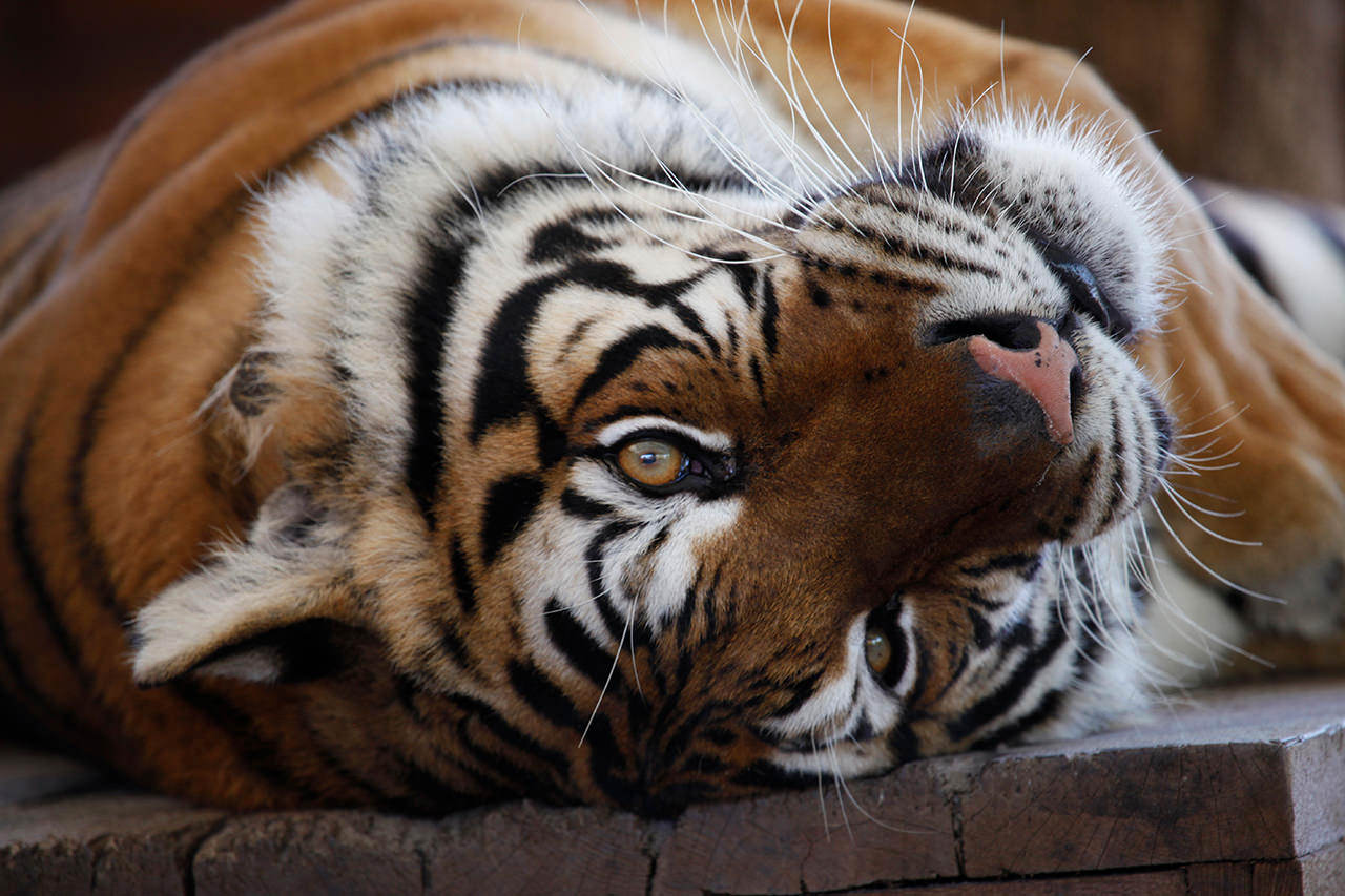Tijger Indra bij Felida