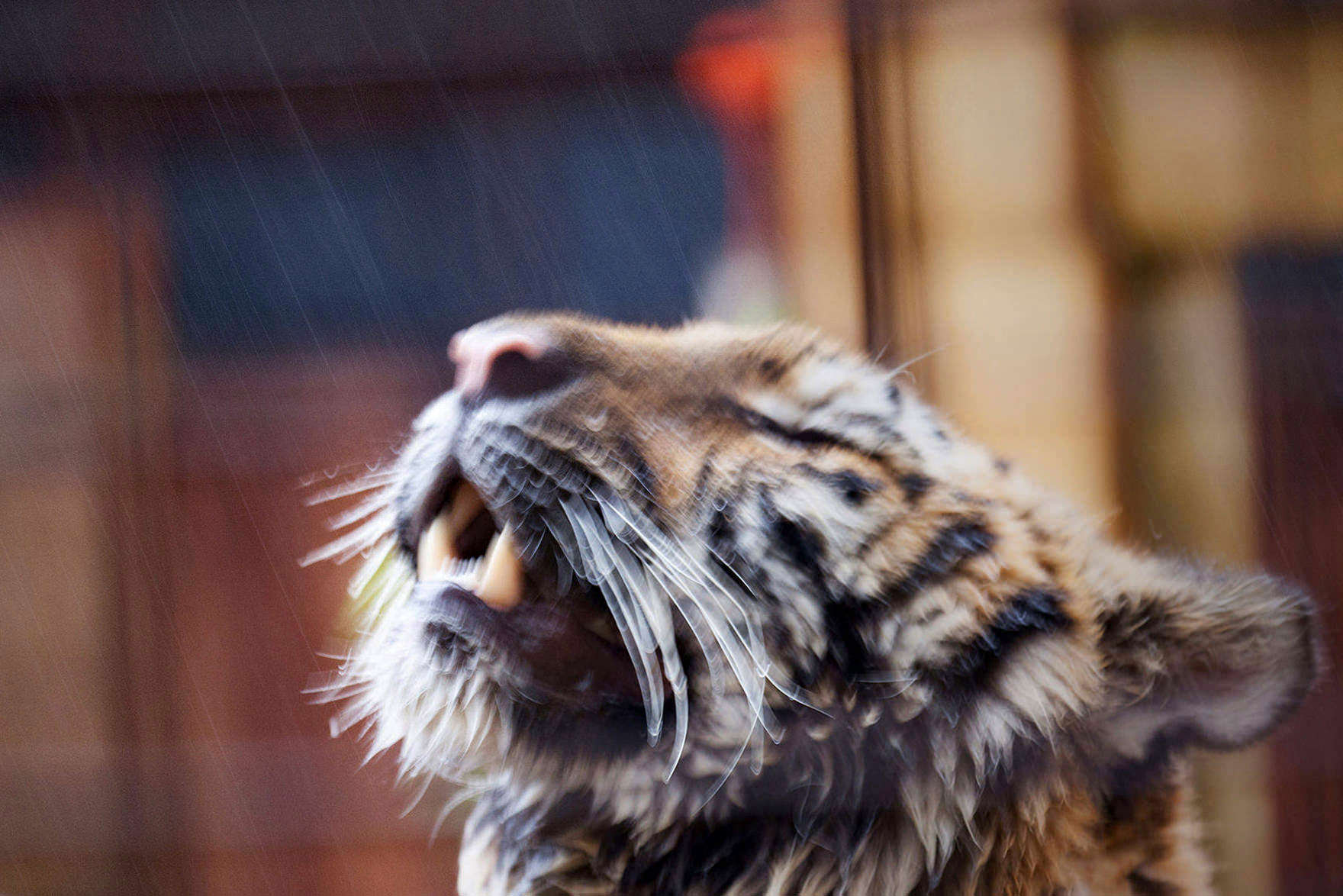 Tijger Sayeeda bij Felida