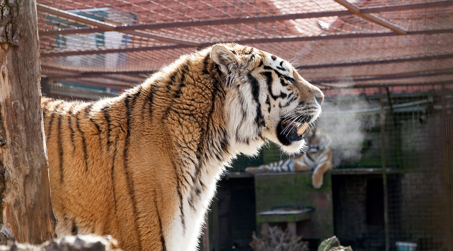 Tijger